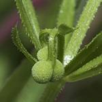 Galium tricornutum - Dreihörniges Labkraut