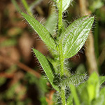 Genista germanica - Deutscher Ginster
