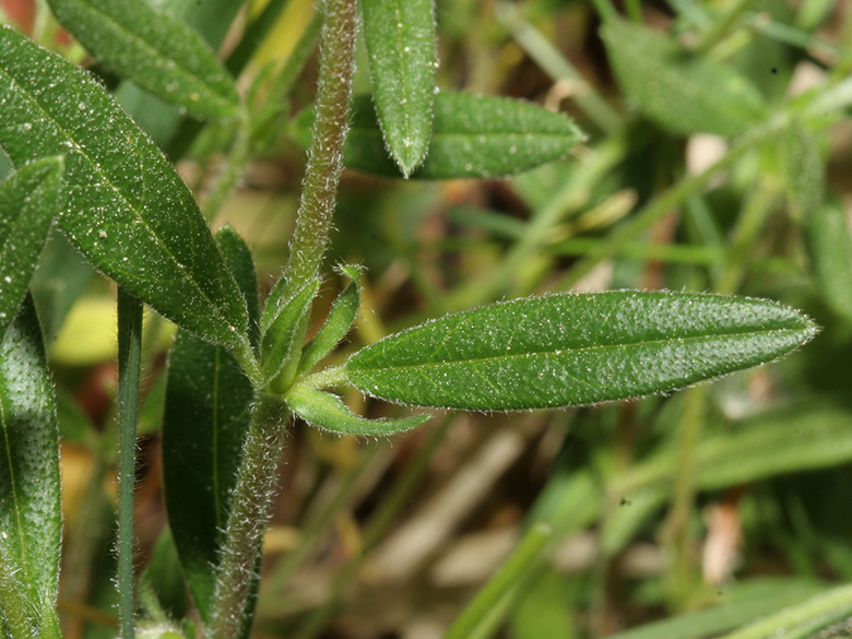 Helianthemum nummularium obscurum