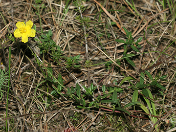Helianthemum nummularium obscurum