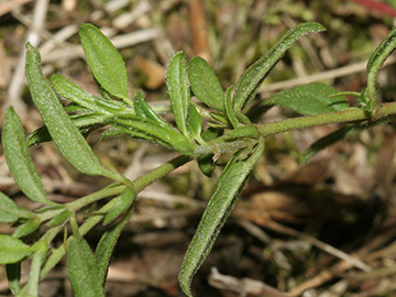 Helianthemum nummularium obscurum
