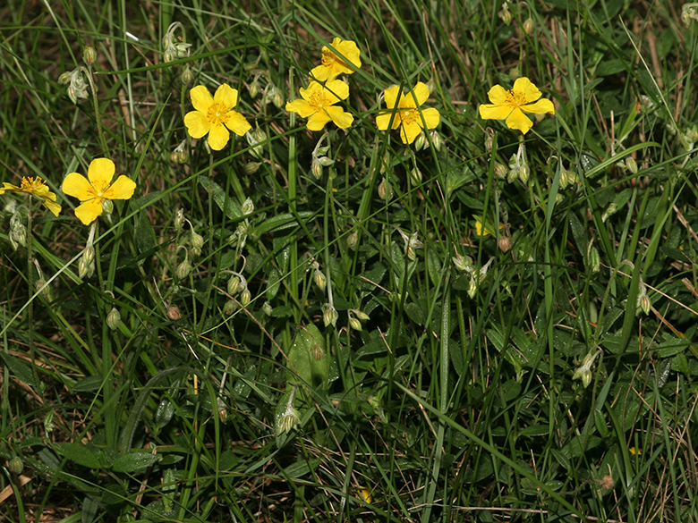 Helianthemum nummularium obscurum