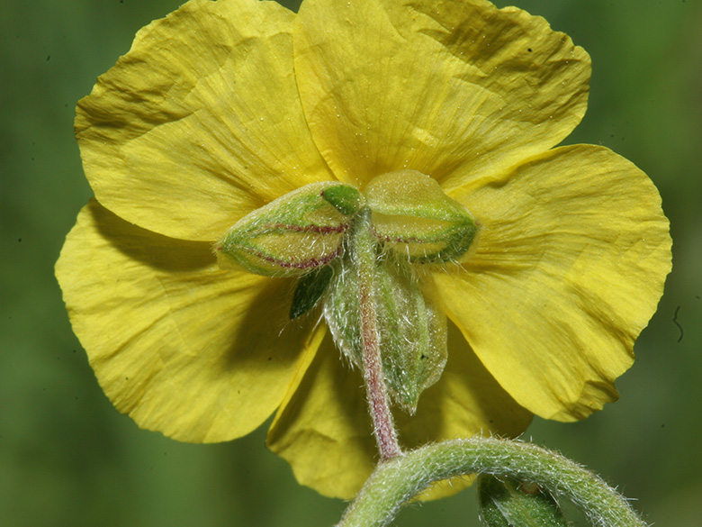 Helianthemum nummularium obscurum