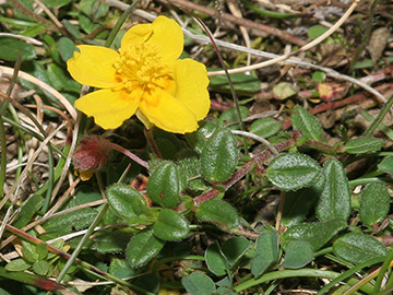 Helianthemum nummularium obscurum