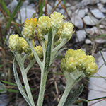 Helichrysum arenarium - Sand-Strohblume