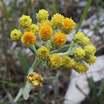 Helichrysum arenarium - Sand-Strohblume