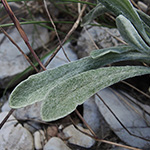 Helichrysum arenarium - Sand-Strohblume