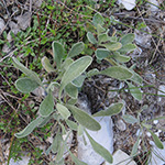 Helichrysum arenarium - Sand-Strohblume