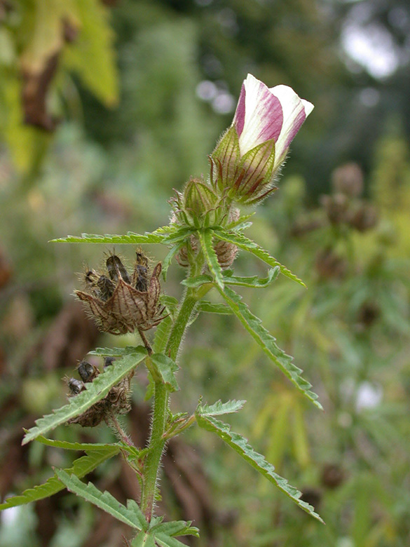 Hibiscus trionum