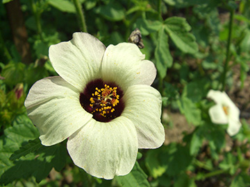 Hibiscus trionum