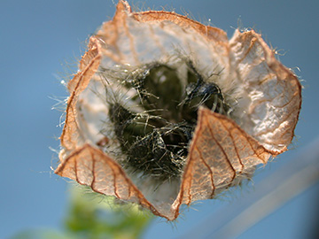Hibiscus trionum