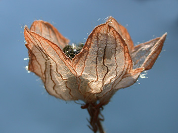 Hibiscus trionum