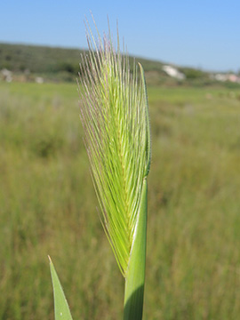 Hordeum marinum