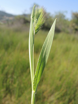 Hordeum marinum