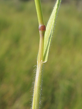 Hordeum marinum