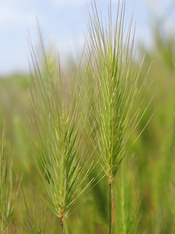 Hordeum marinum