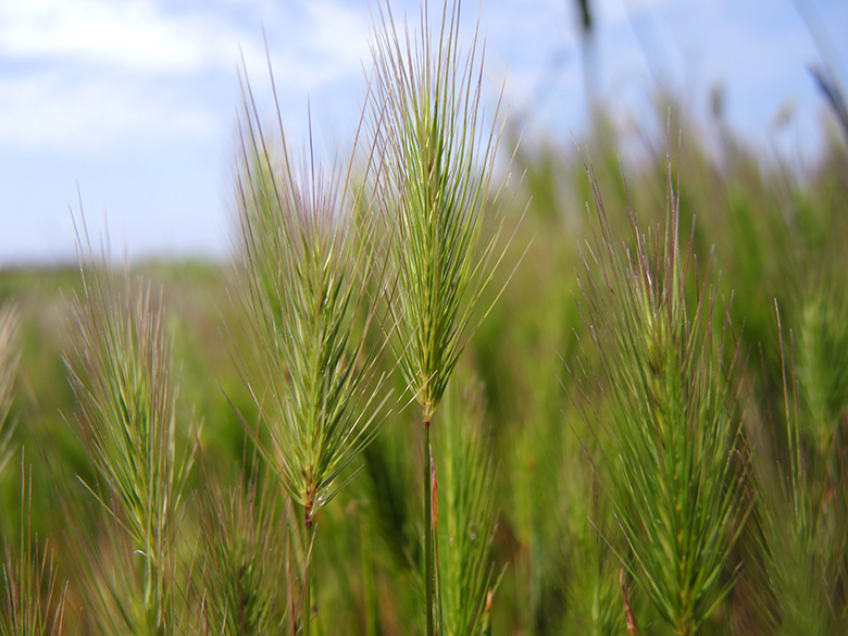 Hordeum marinum