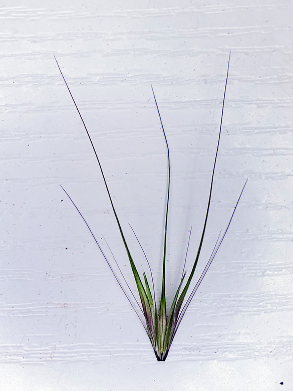 Hordeum murinum leporinum