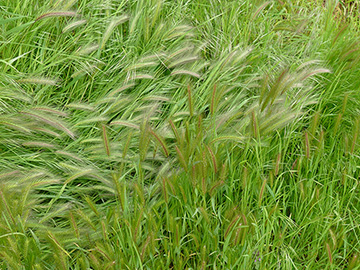 Hordeum murinum leporinum