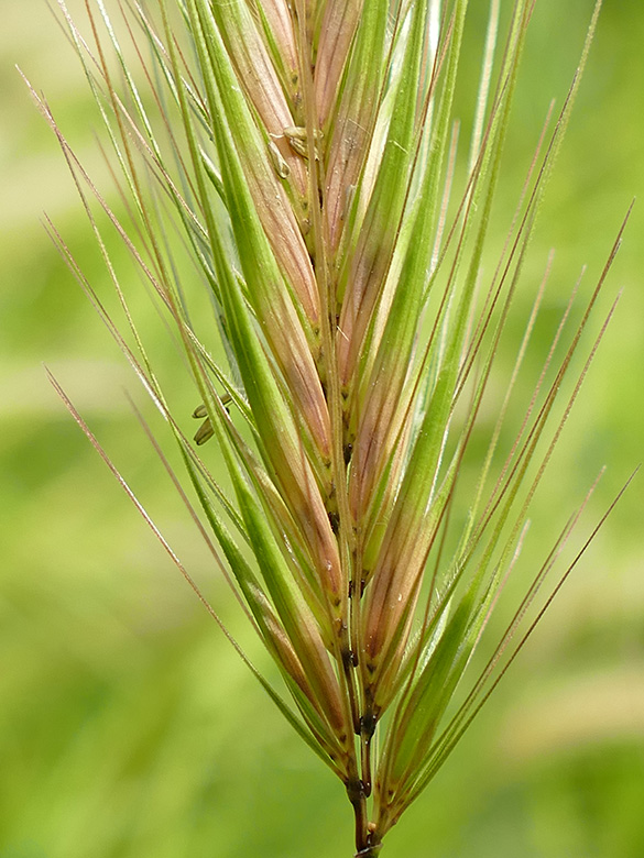 Hordeum murinum leporinum