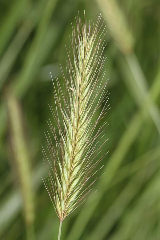 Hordeum secalinum