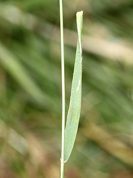 Hordeum secalinum