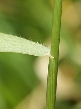 Hordeum secalinum