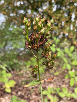 Hypericum montanum