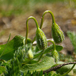 Leontodon saxatilis - Nickender Löwenzahn