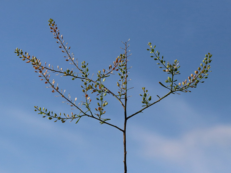 Lepidium ruderale