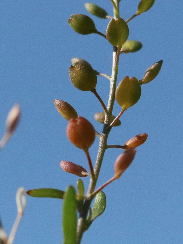 Lepidium ruderale