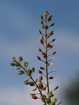 Lepidium ruderale