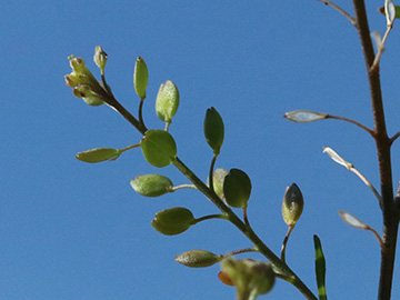 Lepidium ruderale