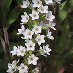 Lysimachia clethroides - Entenschnabel-Felberich