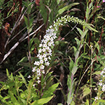 Lysimachia clethroides - Entenschnabel-Felberich