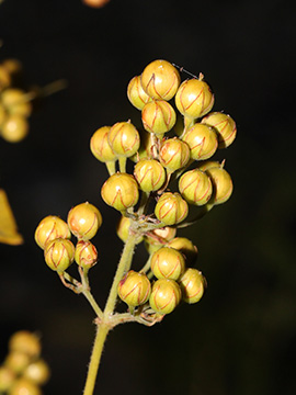 Lysimachia vulgaris