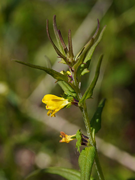 Melampyrum sylvaticum