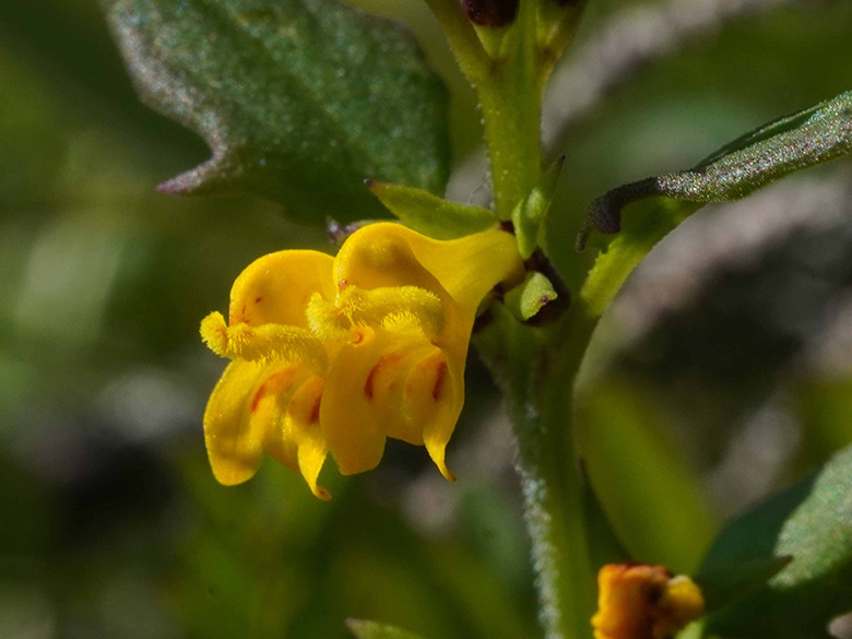 Melampyrum sylvaticum