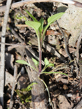 Moehringia trinervia