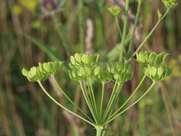 Pastinaca sativa