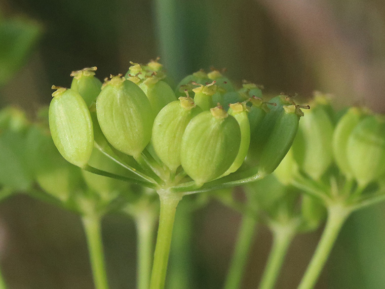 Pastinaca sativa