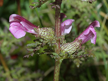 Pedicularis palustris