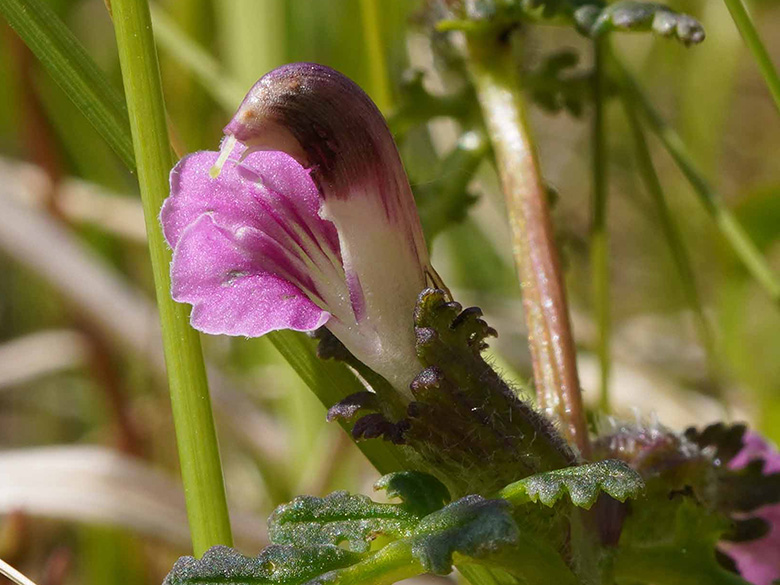 Pedicularis palustris