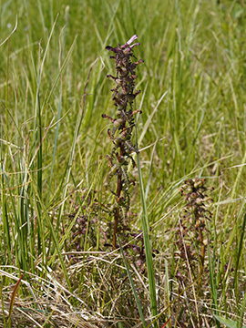 Pedicularis palustris