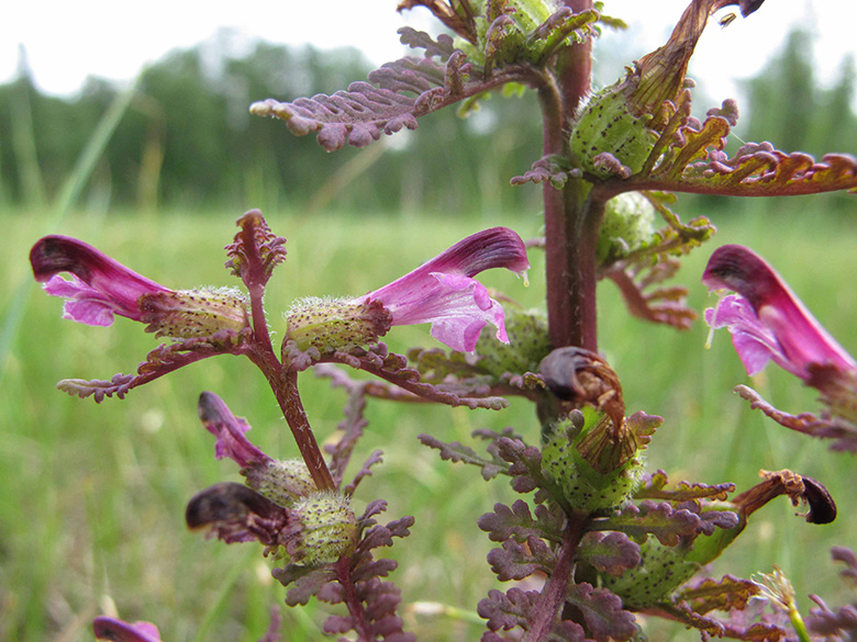 Pedicularis palustris