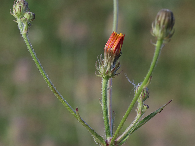 Picris hieracioides