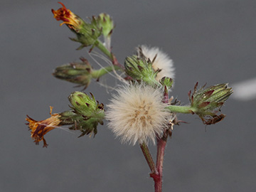 Picris hieracioides