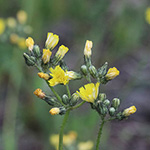 Pilosella bauhini