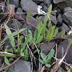 Pilosella bauhini