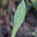 Pilosella bauhini